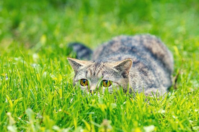 cat hiding in the grass looking for prey