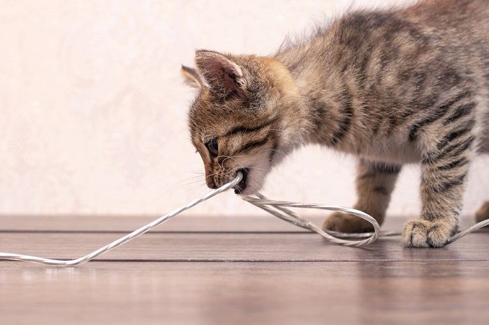 Stop cat chewing outlet on wires