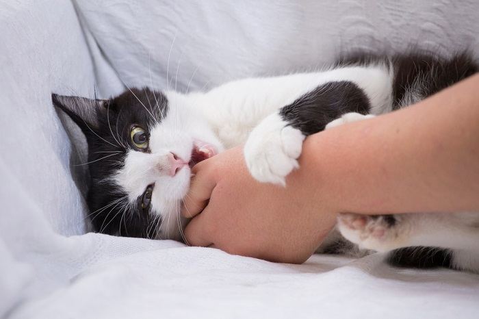 What should you do if your cat bites you?