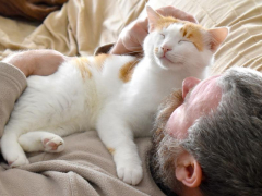 An orange and white cat peacefully rests on a person's chest, enjoying the warmth and comfort.