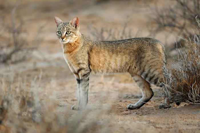 African wild cat showcasing the beauty and allure of these fascinating felines