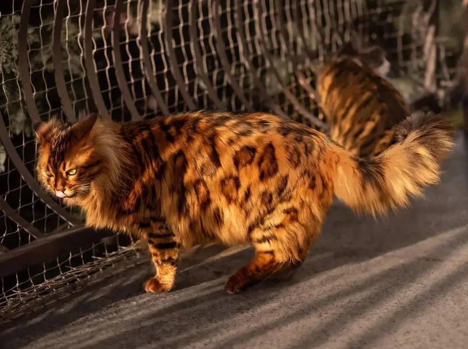 A full-body view of a Bengal cat, highlighting its sleek and athletic appearance.