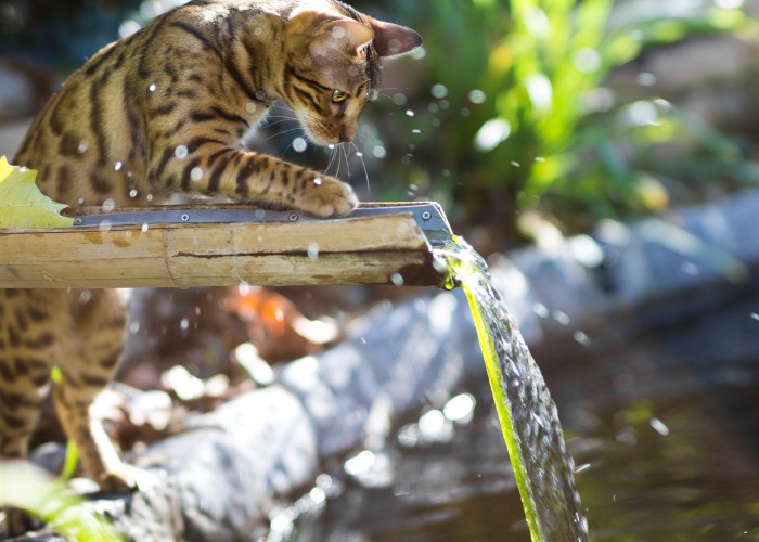 Image of a Bengal cat enjoying water, a breed known for its wild appearance and striking coat patterns, showcasing its playful and adventurous nature in a refreshing scene.