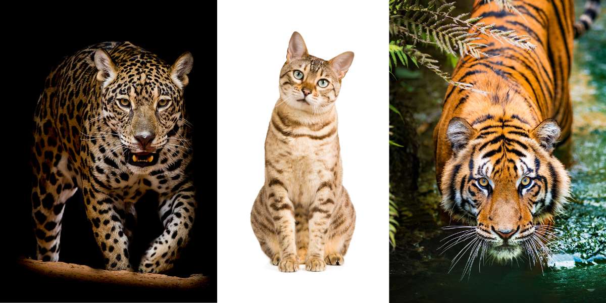 Striking image featuring majestic big cats, showcasing their powerful presence and innate grace, highlighting the beauty and diversity of the feline family.