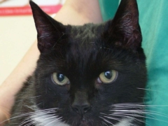 black white cat