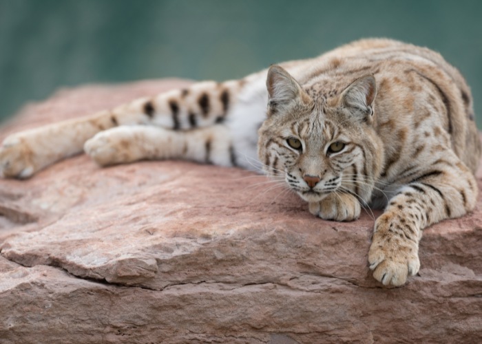 Relaxed bobcat lounging in its natural habitat, embodying a blend of wild beauty and tranquility in its demeanor.