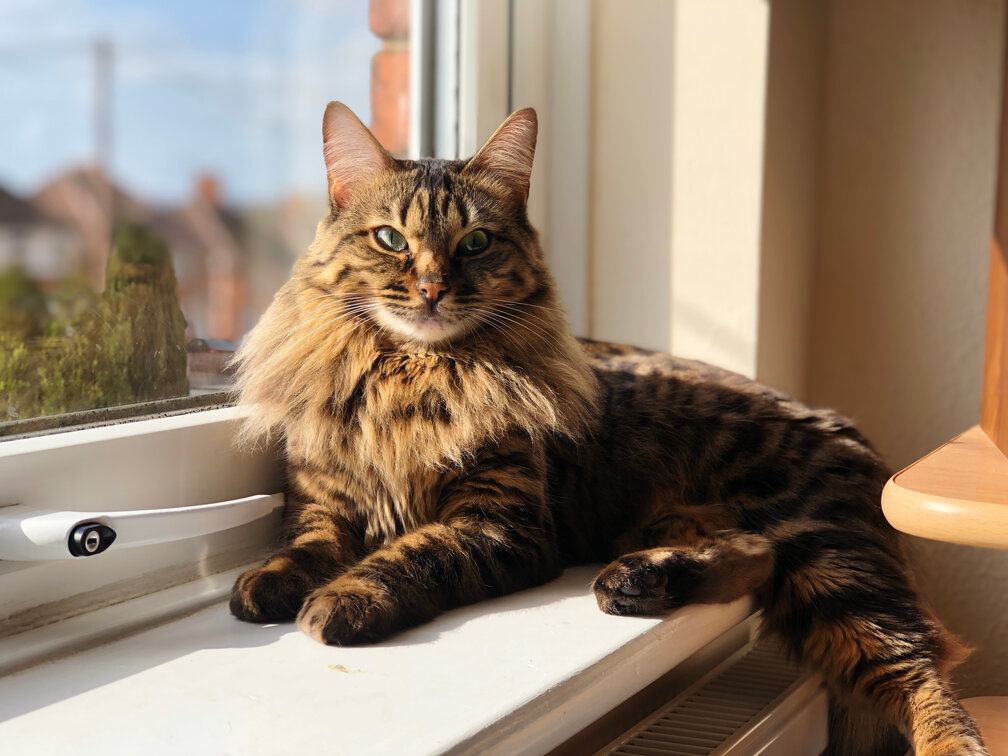 Another view of a Cashmere Bengal cat, showcasing its luxurious and distinctive fur coat.