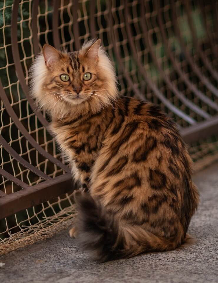 A Cashmere Bengal cat recognized by the International Bengal Cat Society, displaying its stunning appearance.