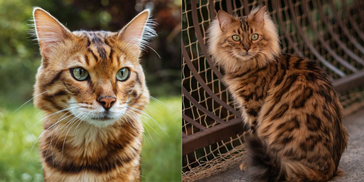 A featured image showcasing the beauty and uniqueness of a Cashmere Bengal cat's coat.