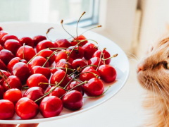 Image featuring a cat and a cherry, capturing a feline's interaction with a cherry fruit