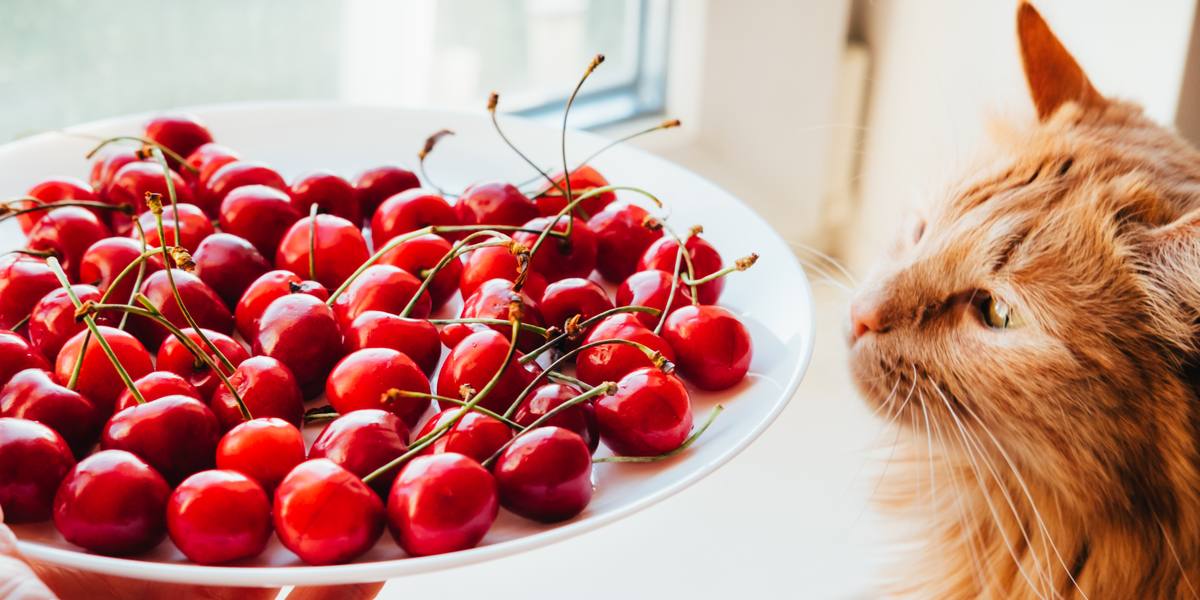 Image featuring a cat and a cherry, capturing a feline's interaction with a cherry fruit