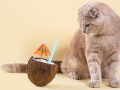 Image featuring a cat interacting with a coconut.
