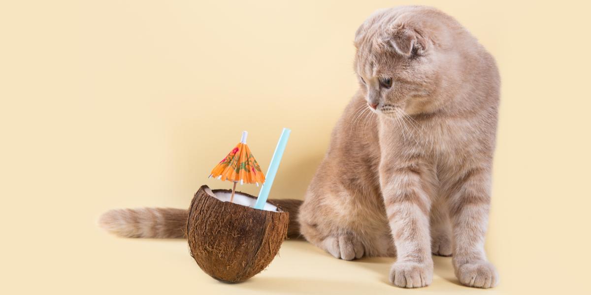 Image featuring a cat and a coconut