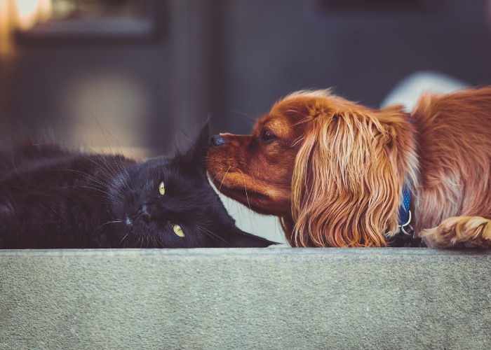 Heartwarming image capturing a cat and a dog sharing a playful moment of interaction.