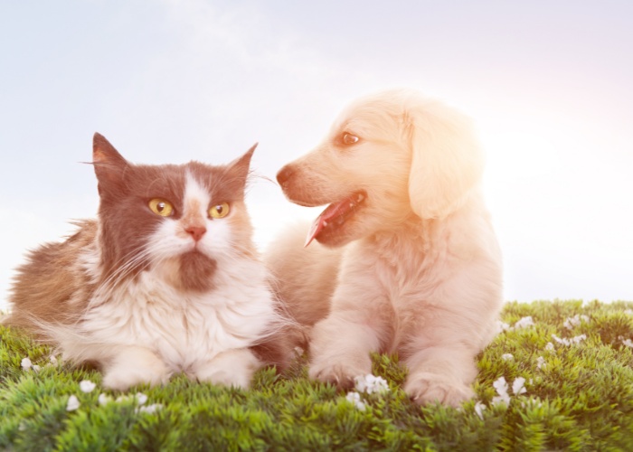 Delightful image showcasing a heartwarming interaction between a cat and a dog.