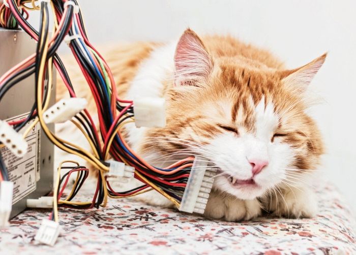 Cat chewing on cords