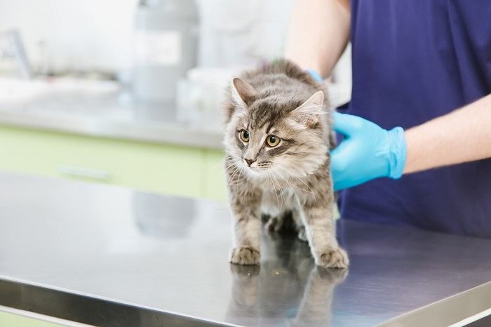 veterinario sosteniendo y revisando un gato
