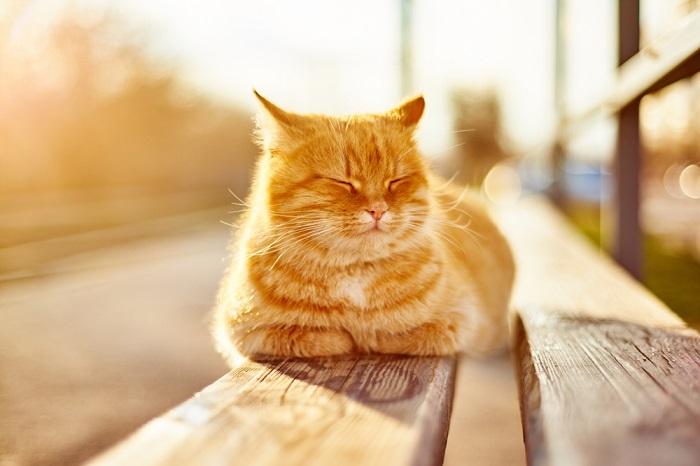 Serene image of a cat basking in the warmth of the sun.