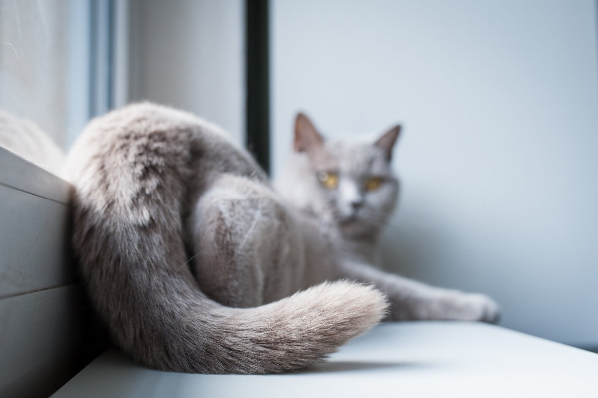 A playful cat with its hindquarters in the air, exhibiting a relaxed and curious posture.