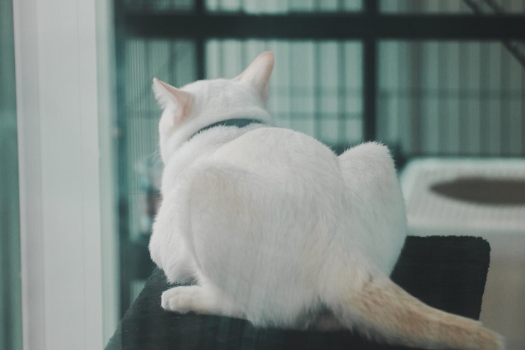 An image humorously focusing on a cat's rear end.