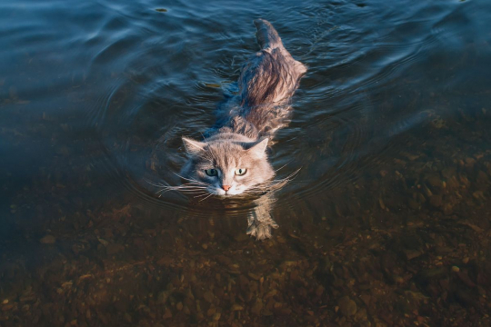 Do Cats Naturally Know How to Swim?