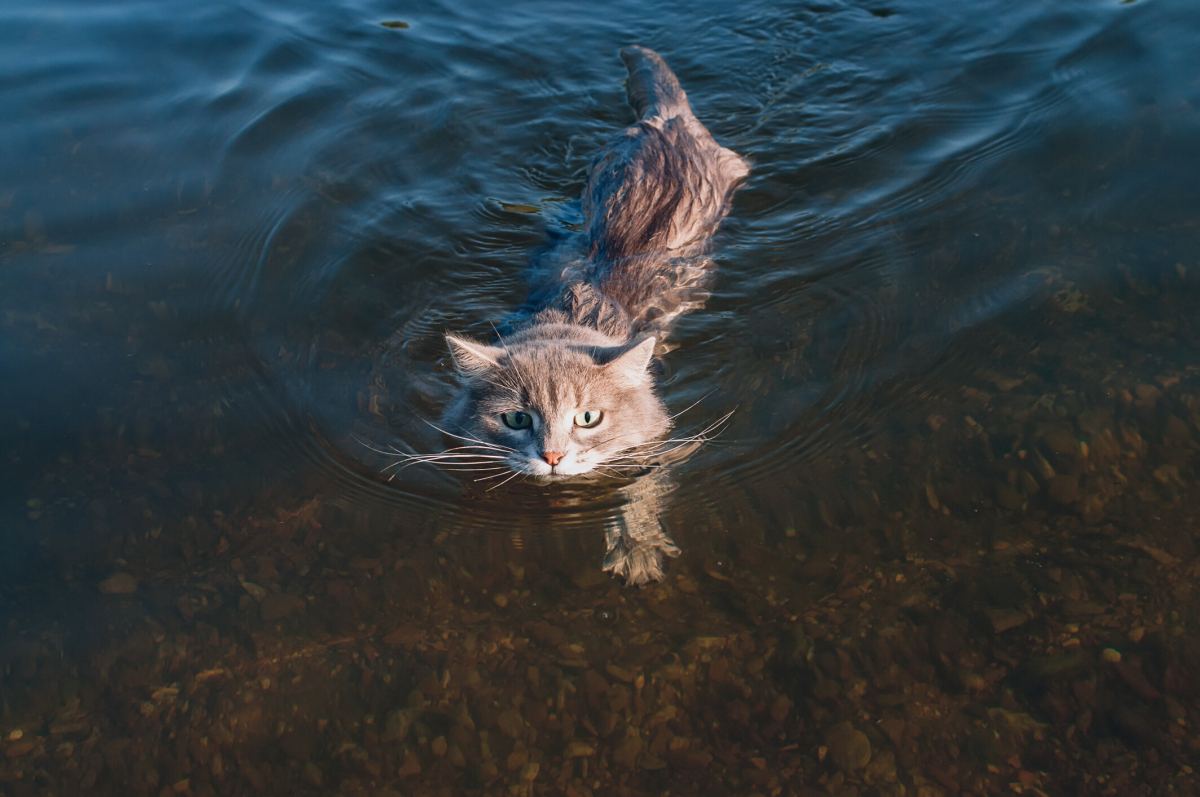 kittens swimming