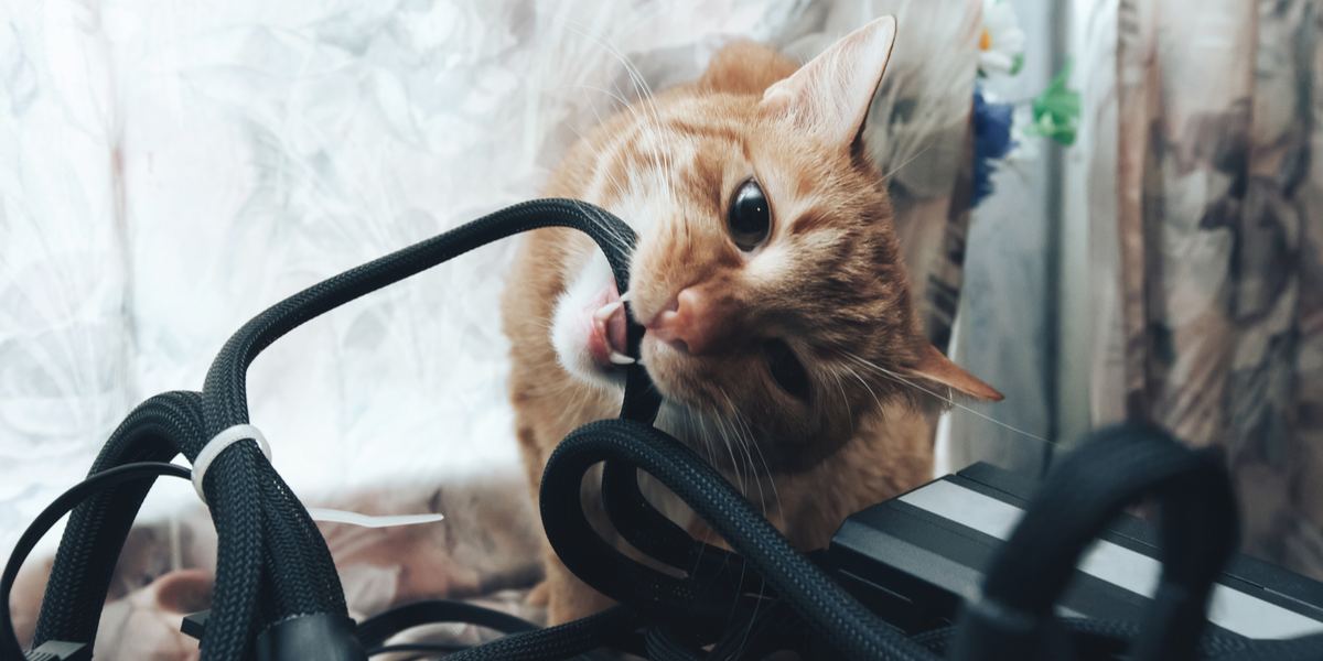 Cat chewing on electrical cords.