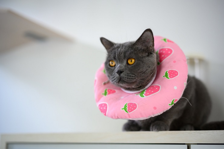 A cat wearing a chic collar with an appealing design.
