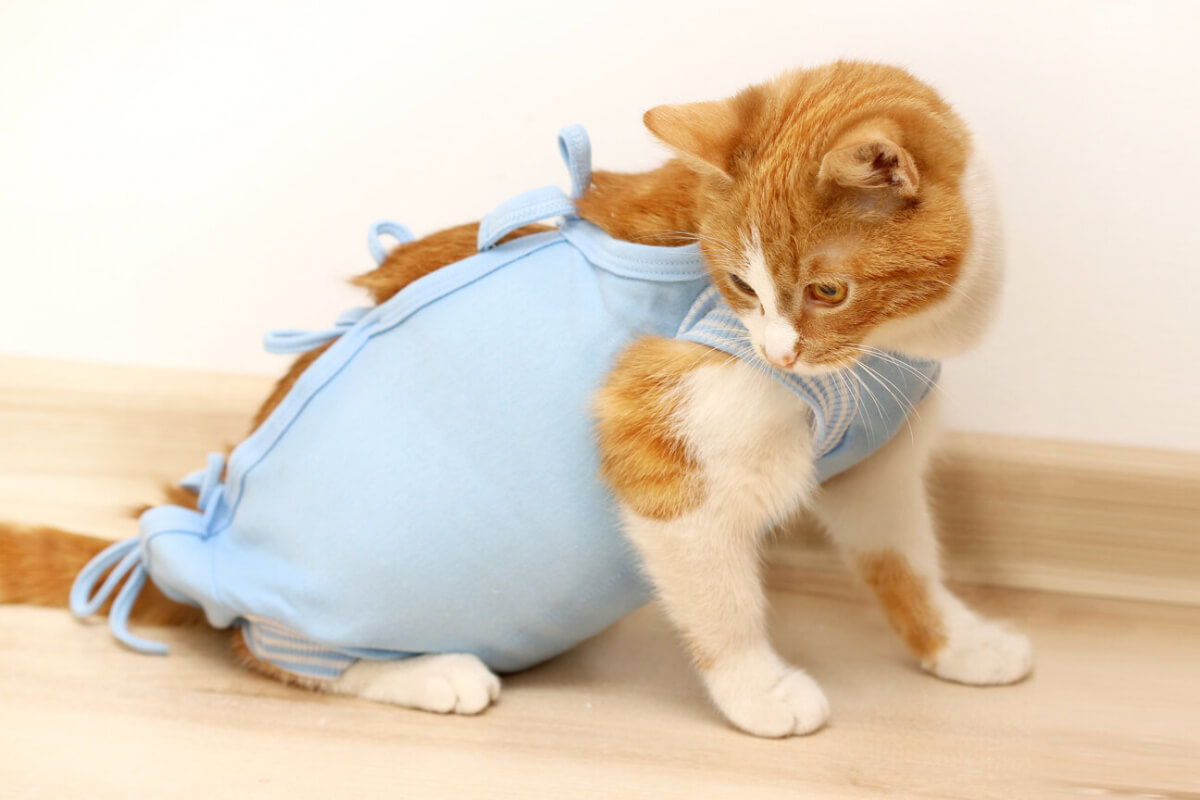 A cat wearing a collar adorned with a stylish pattern.