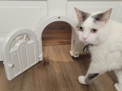 cat door
