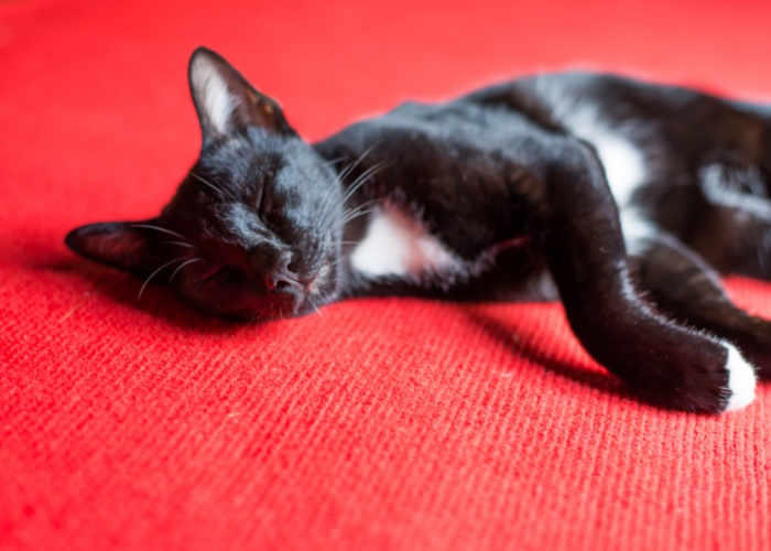 6 razones por las que tu gato hace ruidos extraños por la noche