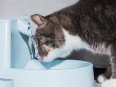 Refreshing image of a cat drinking water.