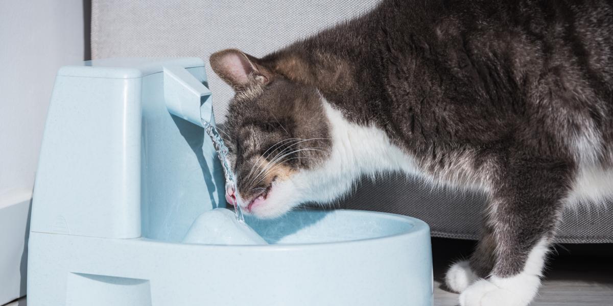 Refreshing image of a cat drinking water.