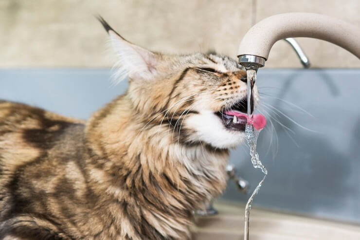 Thirsty cat taking a refreshing drink from a water bowl.