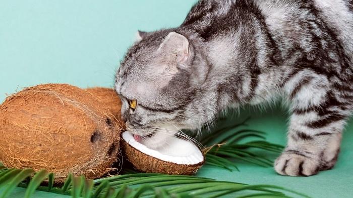Image illustrating a cat eating coconut.