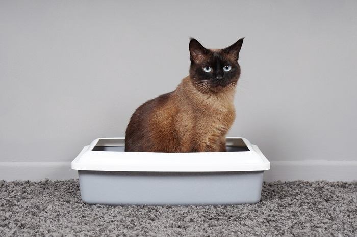 An image of a cat calmly positioned inside a litter box, engaged in a common feline behavior.