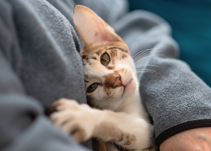 Image of a content cat nestled in a person's lap, embodying a scene of warmth, connection, and shared affection.