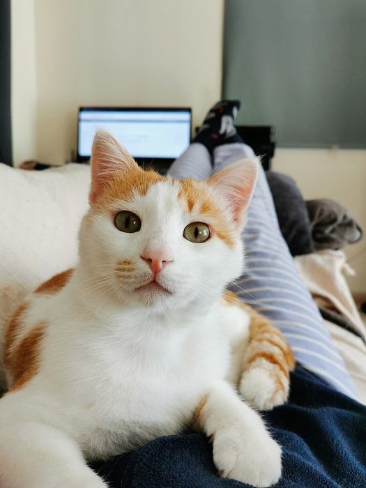 Why Do Cats Sit On Your Chest? 10 Reasons Why!