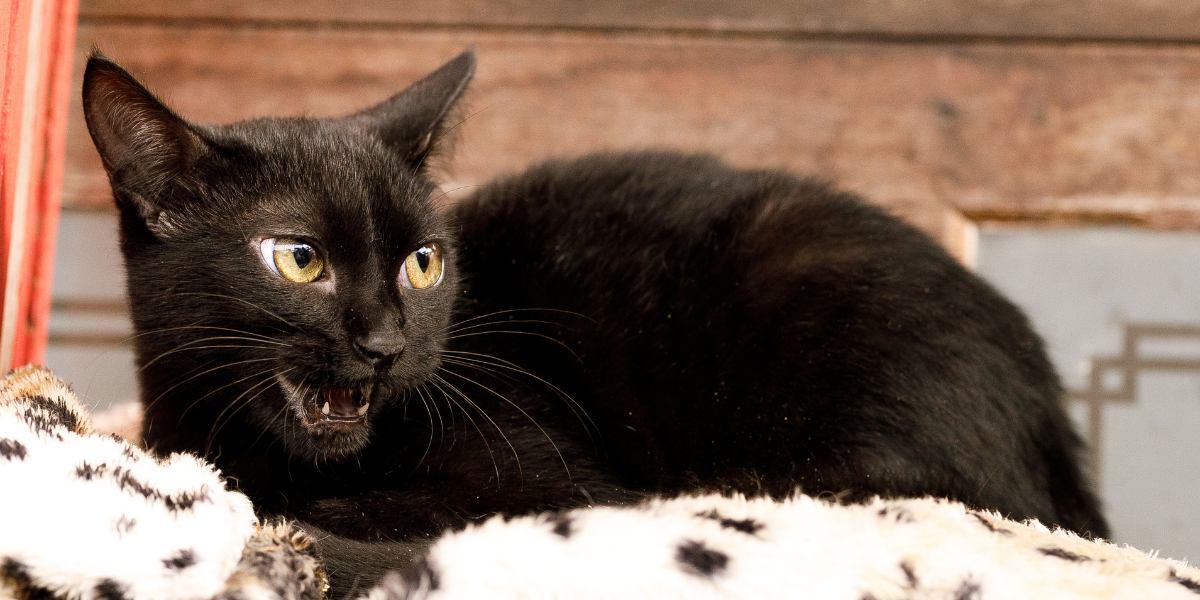 Why Do Cats Growl? The Reason for the Grrr and How to Respond