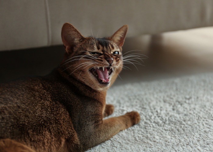 The image portrays a cat in an expressive moment, with its mouth open and vocalizing, suggesting an angry or frustrated meow.