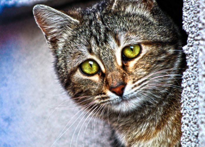 Image of a sad cat with expressive eyes.