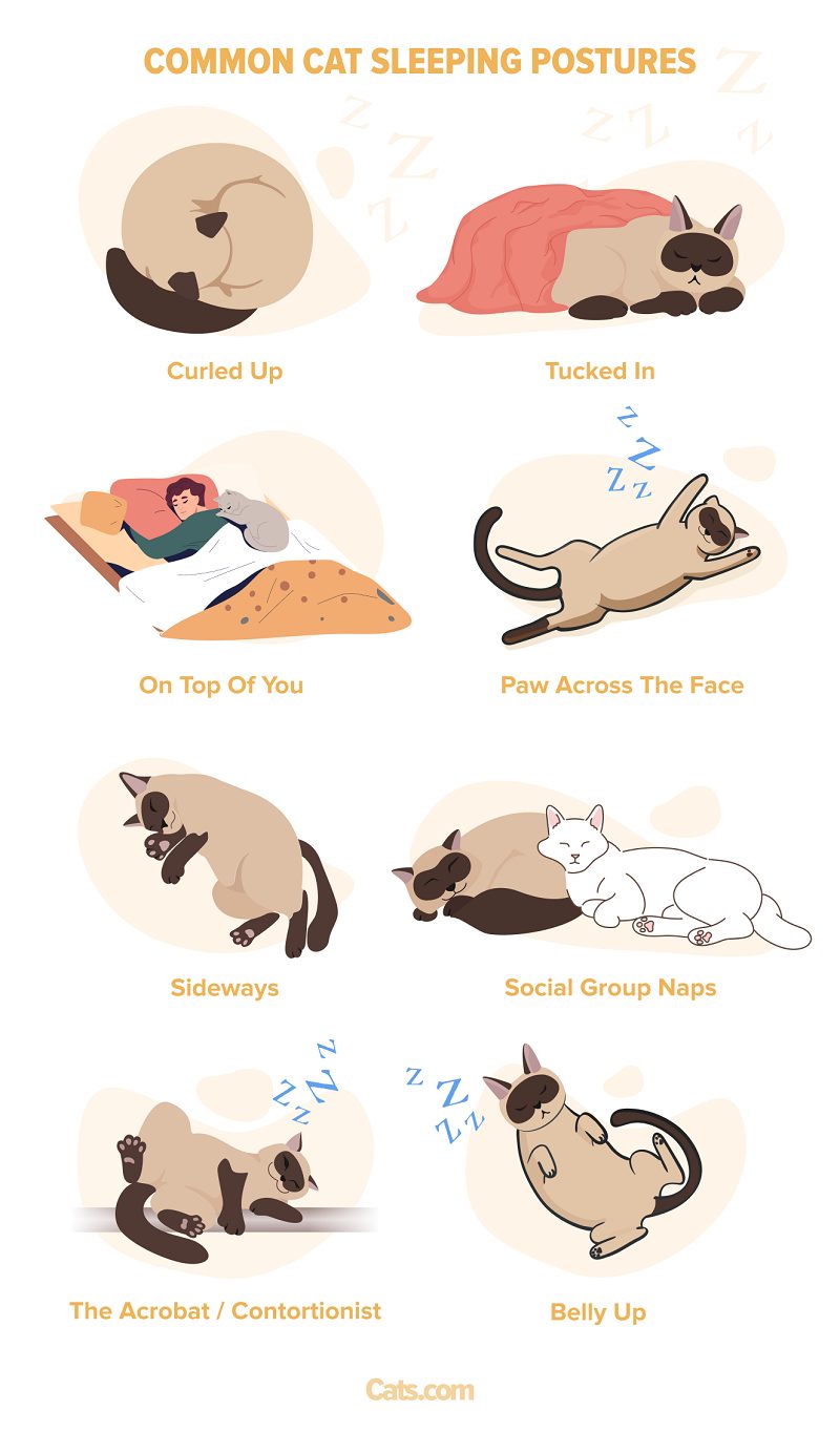 Las 8 posiciones y significados más comunes para dormir de los gatos