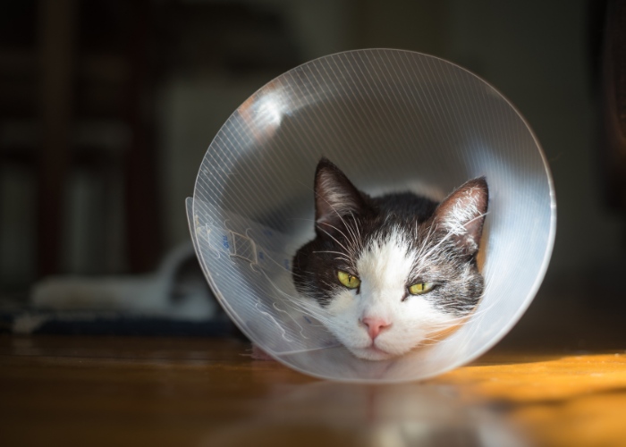A cat wearing a traditional cone-shaped recovery collar, often used after medical procedures or surgeries.