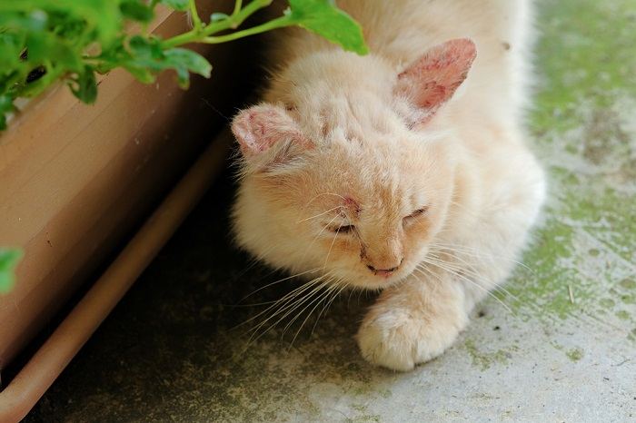 A cat laying on the ground next to a potted plant.