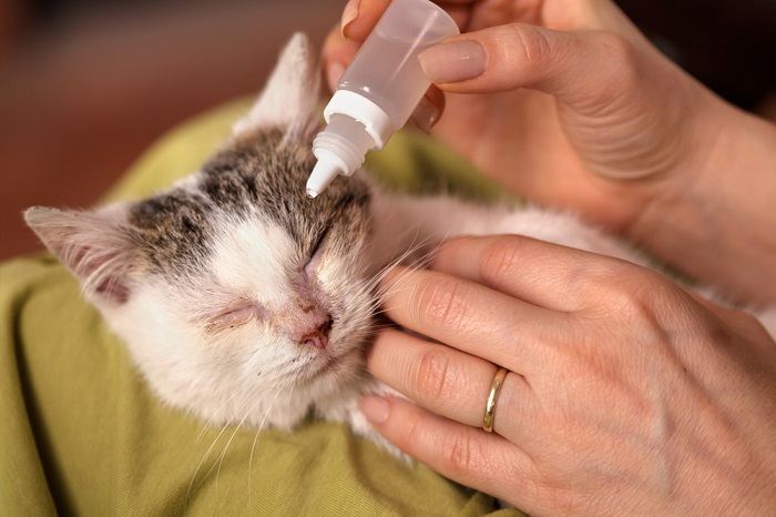 applying cat eye medication using eye drop