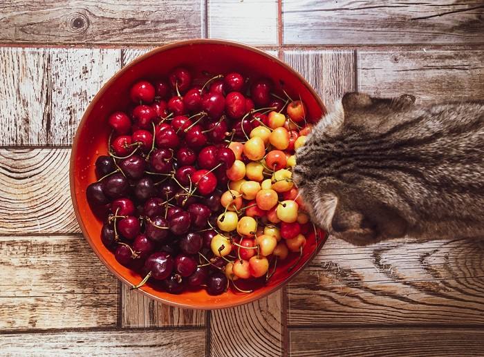 Image depicting a cat near a bowl of cherries