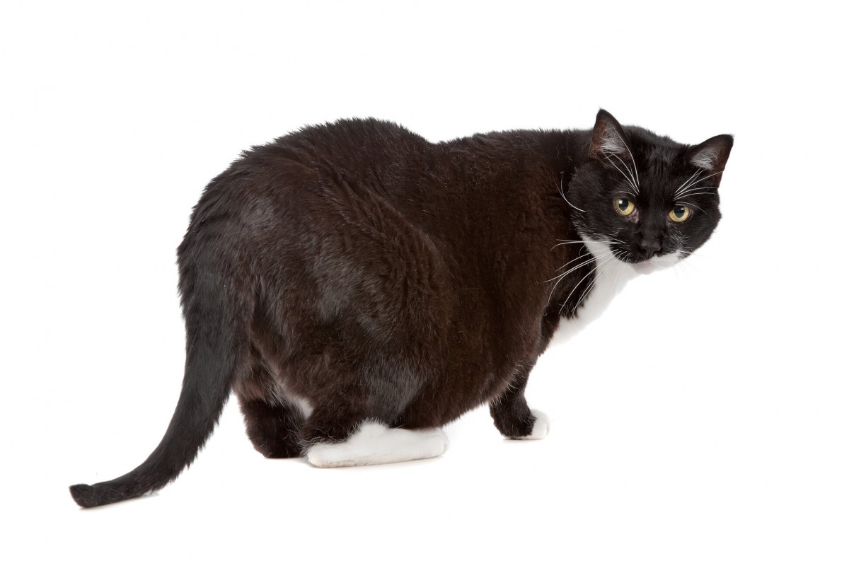 chonky black and white cat