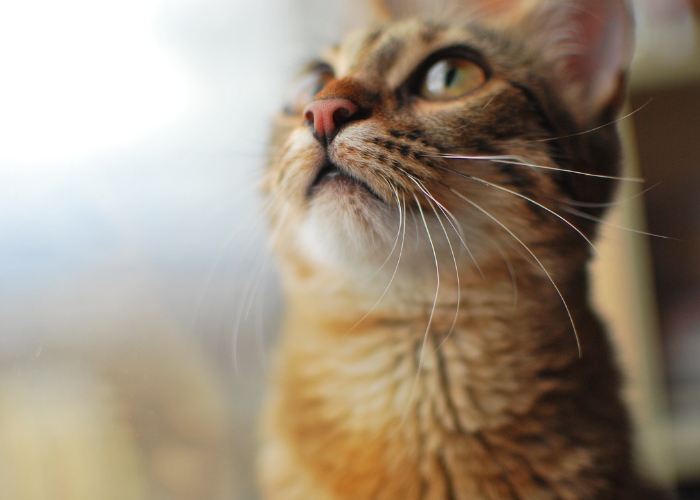 Close-up of an adorable cat's nose, highlighting its unique and charming features, adding to the overall cuteness of the feline.