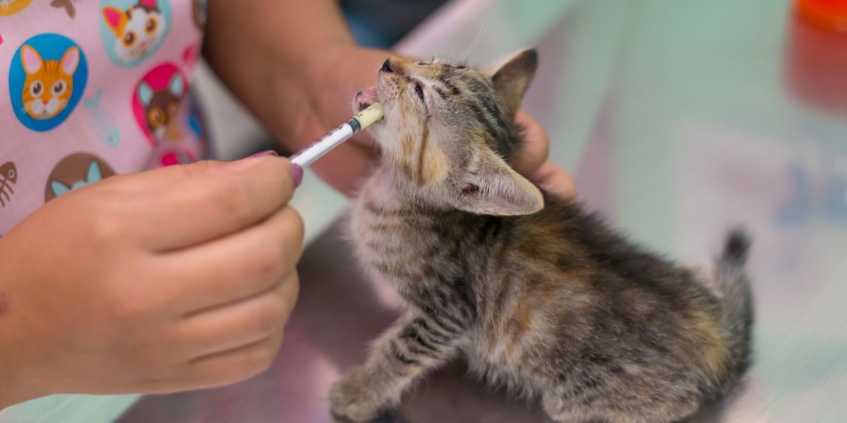 deworming the kitten