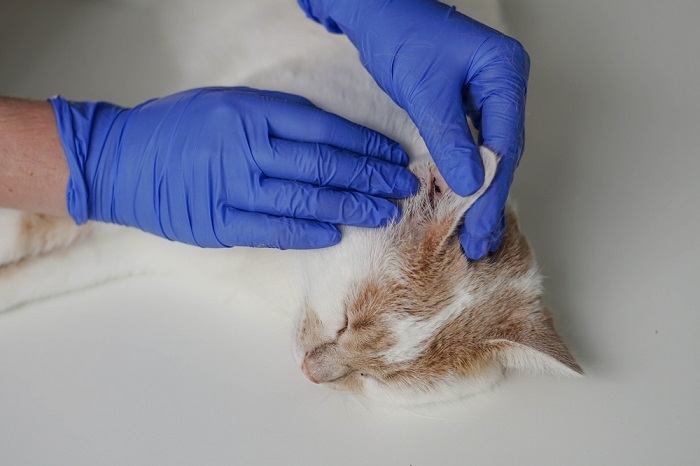 Ear infection in a cat, emphasizing the importance of diagnosing and treating feline ear infections.